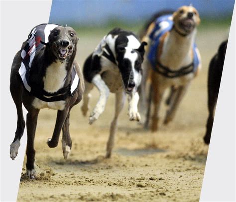 greyhound racing post.